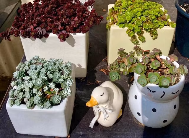 Sen đá sedum có lá nhỏ, mọc tạo thành một bụi. Lá căng mọng nhưng chỉ nhỏ như những hạt mầm. Ảnh: HỒNG NGỌC