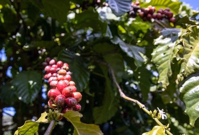 Giá cà phê biến động trái chiều. Ảnh: MINH ĐĂNG