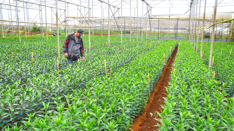 Vườn trồng ly kép cho mùa Tết của ông Nguyễn Hùng Vỹ, làng hoa Vạn Thành, Phường 5, Đà Lạt