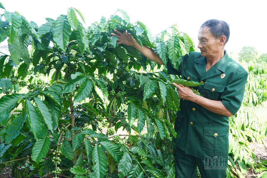 Phát huy truyền thống cách mạng, trở về với thời bình, các cựu chiến binh xã Thuận An, huyện Đắk Mil, Đắk Nông luôn tiên phong trên mặt trận kinh tế Phát huy truyền thống cách mạng, trở về với thời bình, các cựu chiến binh xã Thuận An, huyện Đắk Mil, Đắk Nông luôn tiên phong trên mặt trận kinh tế