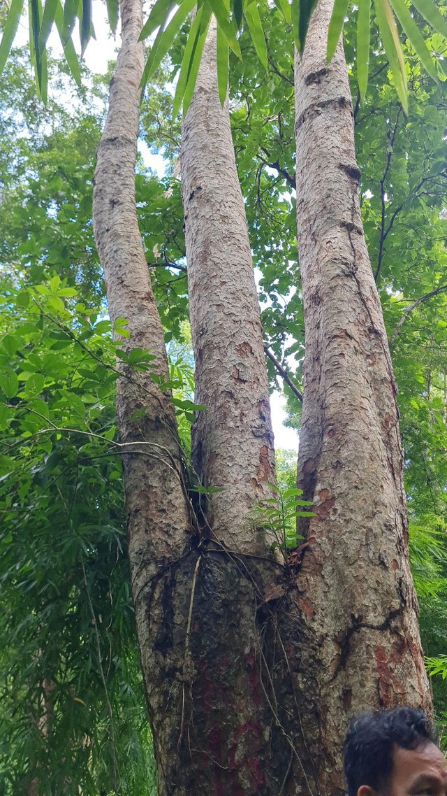 Một cây rừng ở khu vực dự án hồ thủy lợi Ka Pét. Ảnh SỞ NN-PTNT BÌNH THUẬN