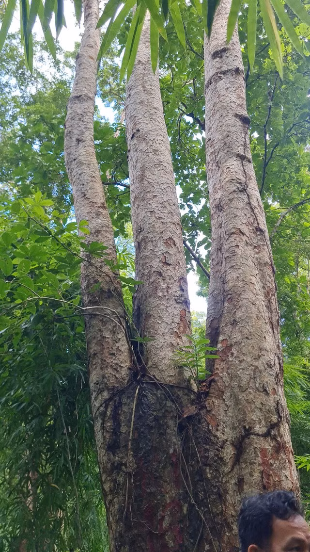 Một cây rừng ở khu vực dự án hồ thủy lợi Ka Pét. Ảnh SỞ NN-PTNT BÌNH THUẬN