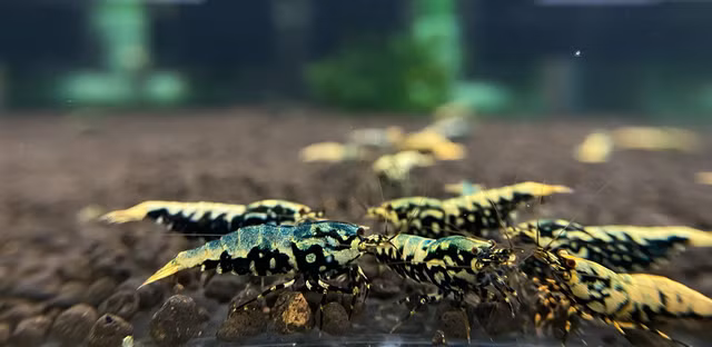 Dòng tép cảnh đa dạng màu sắc. Ảnh: Minh Nhật