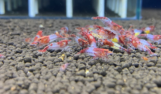Hiệp nuôi đa dạng dòng tép cảnh. Ảnh: Tấn Đạt
