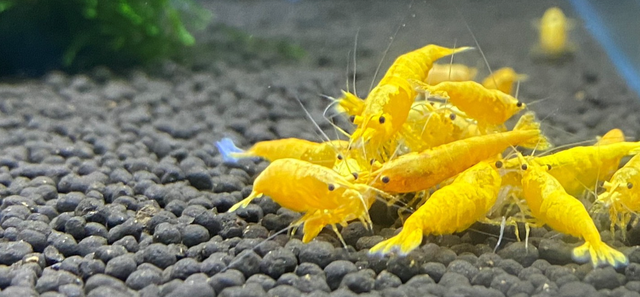 Tép cảnh có màu sắc sặc sỡ. Ảnh: Tấn Đạt