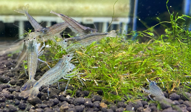 Tép cảnh, không chỉ là thú vui mà còn giúp người trẻ kiếm tiền. Ảnh: Tấn Đạt