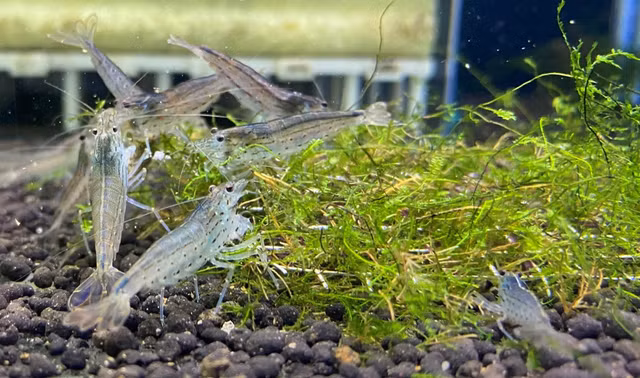 Tép cảnh, không chỉ là thú vui mà còn giúp người trẻ kiếm tiền. Ảnh: Tấn Đạt