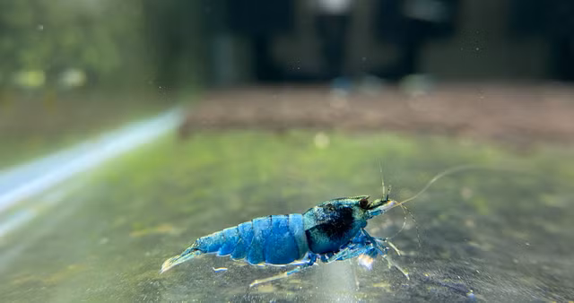 Tép cảnh được người trẻ nuôi trong bể thủy sinh. Ảnh: Tấn Đạt