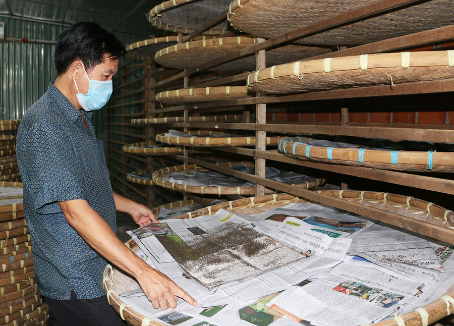 Ông Trịnh Đình Hóa nuôi tằm trong môi trường lạnh, khép kín nhằm đảm bảo sản xuất ra con giống chất lượng cao. Ảnh: Quang Tấn Ông Trịnh Đình Hóa nuôi tằm trong môi trường lạnh, khép kín nhằm đảm bảo sản xuất ra con giống chất lượng cao. Ảnh: Quang Tấn