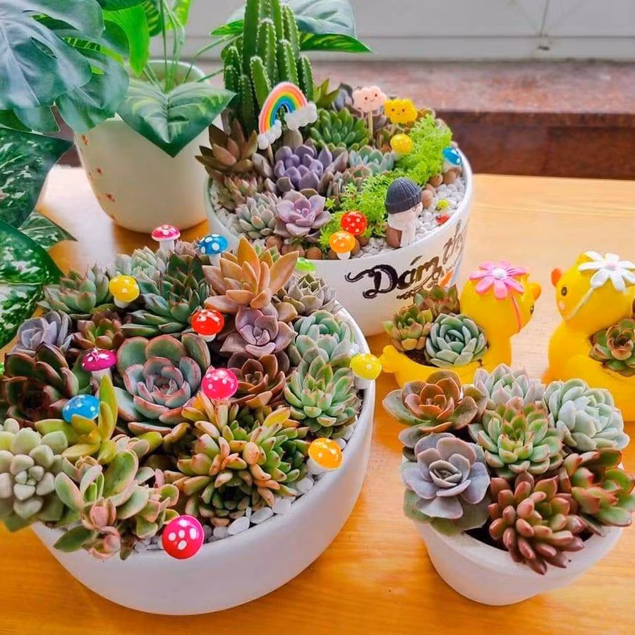 Giá vài trăm ngàn đồng cho một sản phẩm tiểu cảnh sen đá. Ảnh: THANH TÚ