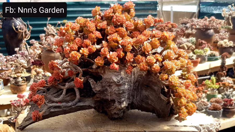 Sen đá kết hợp với lũa. Ảnh: MINH NHẬT