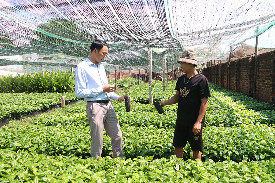 Vườn ươm cây cà phê giống của anh Nguyễn Văn Đào (bìa phải, làng Tốt Biơch, thị trấn Chư Sê) đã sẵn sàng cung ứng ra thị trường. Ảnh: N.Q Vườn ươm cây cà phê giống của anh Nguyễn Văn Đào (bìa phải, làng Tốt Biơch, thị trấn Chư Sê) đã sẵn sàng cung ứng ra thị trường. Ảnh: N.Q