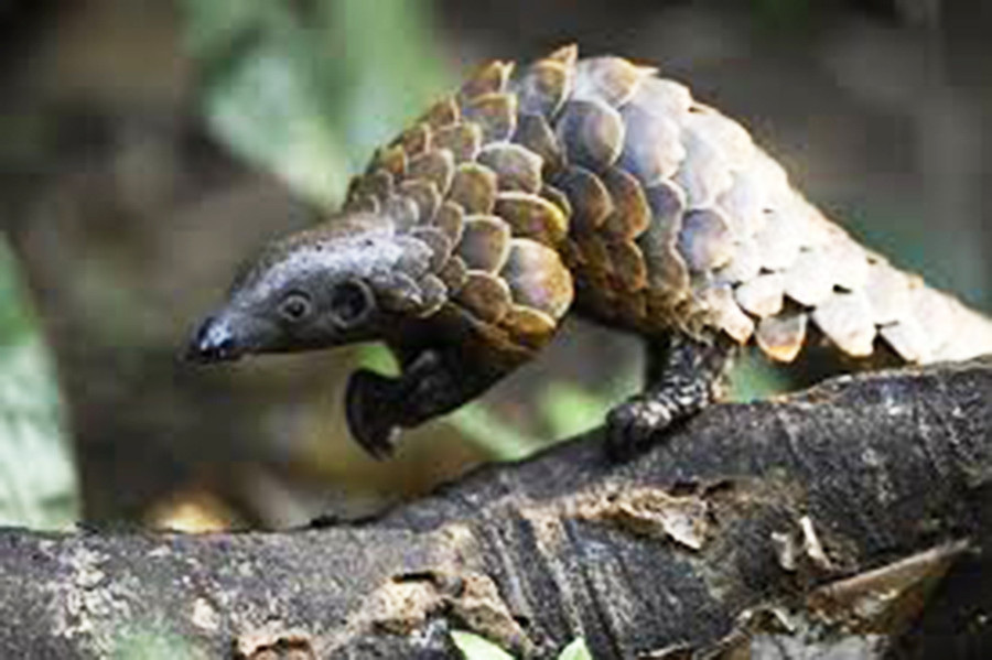 Cá thể tê tê. Ảnh minh họa Cá thể tê tê. Ảnh minh họa