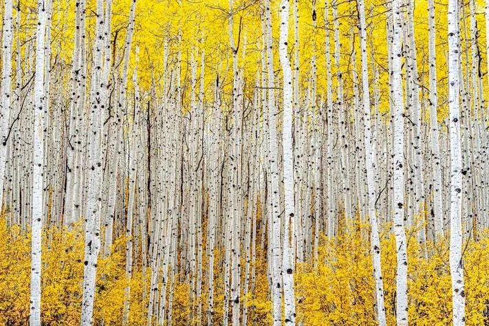 Cây Aspen, giải Bạc, hạng mục Nghệ thuật thiên nhiên. Mỗi mùa thu, những cây dương ở dãy núi Rocky lại khoác lên mình màu sắc rực rỡ trong vài tuần ngắn ngủi. Khu rừng này, ngay bên ngoài thị trấn cùng tên Aspen, Colorado, Mỹ đặc biệt rậm rạp và sôi động. Colorado ROBERT J. ROSS, MỸ Cây Aspen, giải Bạc, hạng mục Nghệ thuật thiên nhiên. Mỗi mùa thu, những cây dương ở dãy núi Rocky lại khoác lên mình màu sắc rực rỡ trong vài tuần ngắn ngủi. Khu rừng này, ngay bên ngoài thị trấn cùng tên Aspen, Colorado, Mỹ đặc biệt rậm rạp và sôi động. Colorado ROBERT J. ROSS, MỸ