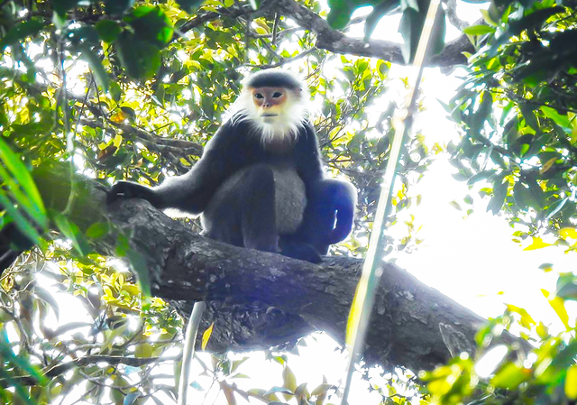 Một con voọc chà vá chân xám trong rừng phòng hộ. Ảnh: Phạm Anh Một con voọc chà vá chân xám trong rừng phòng hộ. Ảnh: Phạm Anh