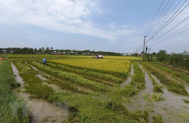 Một số hộ dân tại Kon Tum tranh thủ gặt sớm sau khi bị ảnh hưởng nặng nề từ mưa đá. (Ảnh: Dư Toán/TTXVN) Một số hộ dân tại Kon Tum tranh thủ gặt sớm sau khi bị ảnh hưởng nặng nề từ mưa đá. (Ảnh: Dư Toán/TTXVN)