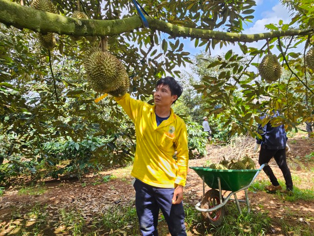 Thợ gõ sầu riêng kiểm tra từng quả, chỉ cắt quả đạt chất lượng. Thợ gõ sầu riêng kiểm tra từng quả, chỉ cắt quả đạt chất lượng.