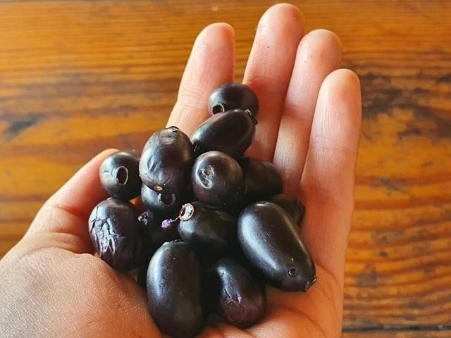 Trái trâm tốt cho sức khỏe nhưng cần lưu ý khi ăn. Trái trâm tốt cho sức khỏe nhưng cần lưu ý khi ăn.