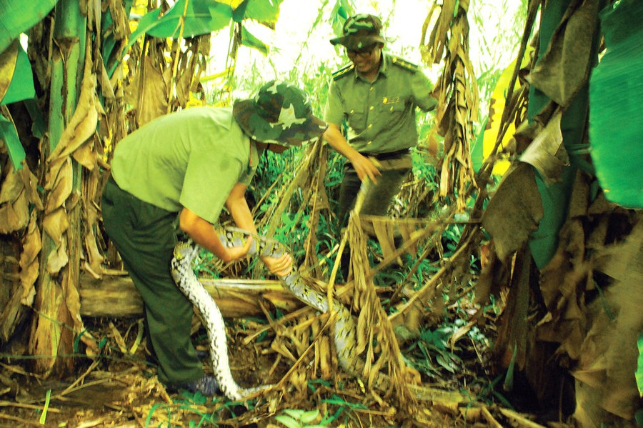 Trăn gấm xuất hiện nhiều ở Lung Trăn, trong khu bảo tồn Lung Ngọc Hoàng