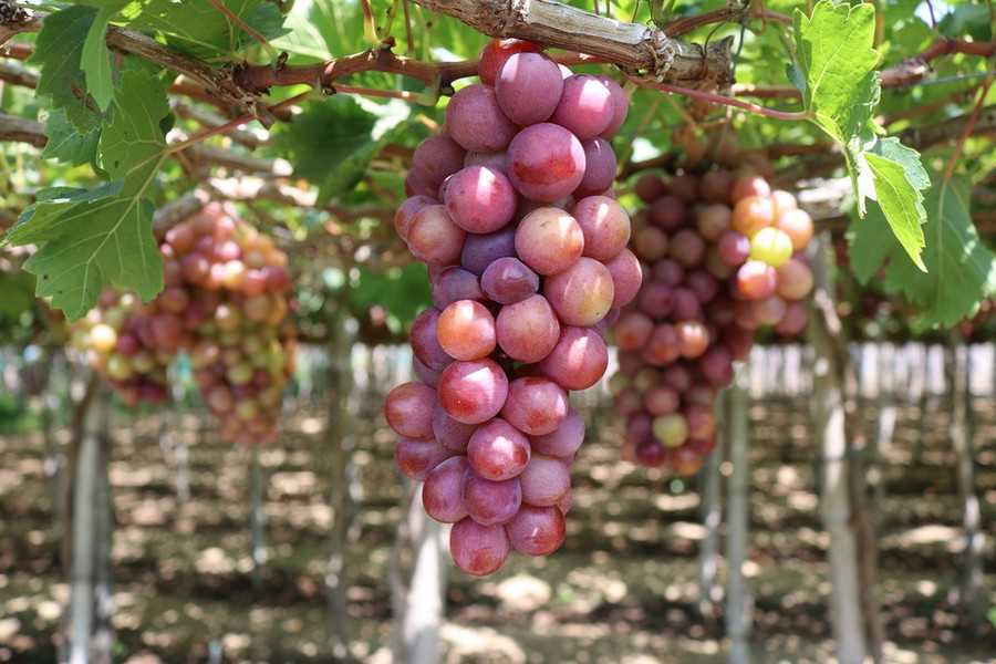 Một vườn trồng nho tại Làng Nho Thái An, xã Vĩnh Hải, huyện Ninh Hải, tỉnh Ninh Thuận. (Ảnh: Nguyễn Thành/TTXVN)