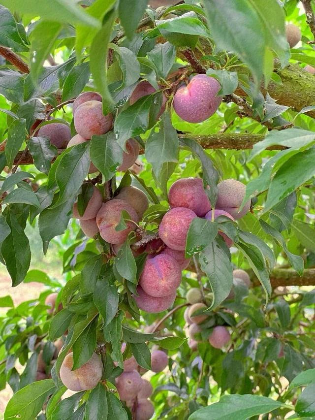 Mùa mận chín ở Mộc Châu. Ảnh: ĐINH PHÚC