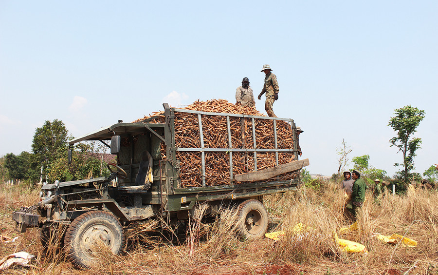 Nông dân huyện Chư Sê thu hoạch mì vận chuyển về nhà máy tiêu thụ. Ảnh: Nguyễn Diệp