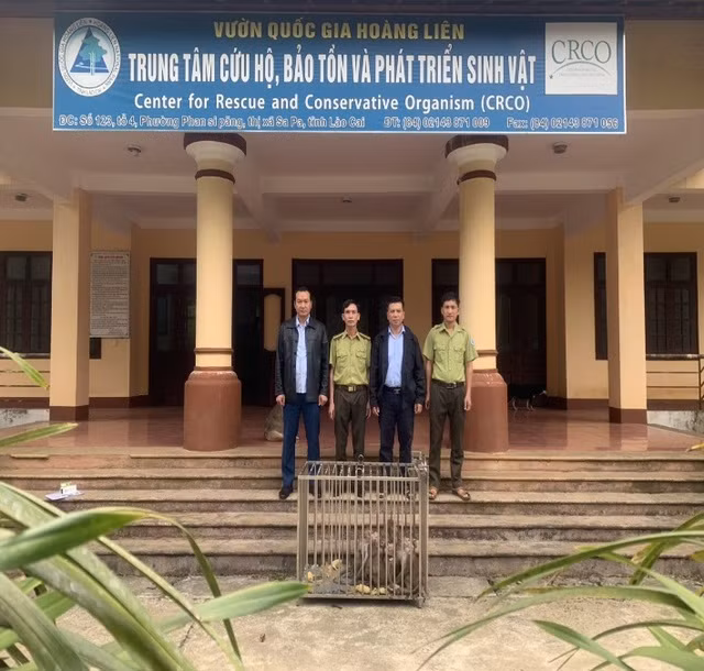 Chi cục Kiểm lâm Thái Bình sau đó đã liên hệ và chuyển giao số cá thể khỉ trên cho Trung tâm Cứu hộ, bảo tồn và phát triển sinh vật (Vườn quốc gia Hoàng Liên, tỉnh Lào Cai). CHI CỤC KIỂM LÂM THÁI BÌNH