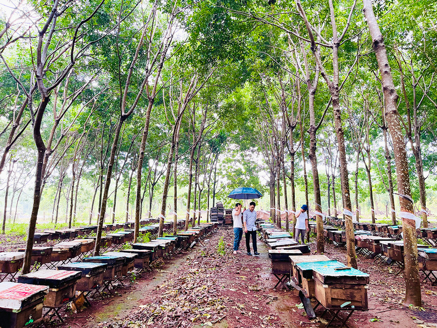 Trại ong nằm giữa ngập tràn sắc xanh của cao su, cà phê,… Ảnh: Mai Ka