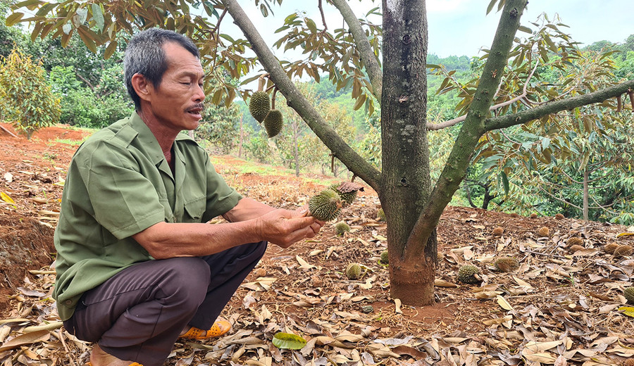 Vườn sầu riêng của gia đình ông Phạm Văn Khoa (thôn 4, xã Ia Tô, huyện Ia Grai) có nhiều quả non rụng liên tục, không thể kiểm soát được. Ảnh: Sang Phương Vườn sầu riêng của gia đình ông Phạm Văn Khoa (thôn 4, xã Ia Tô, huyện Ia Grai) có nhiều quả non rụng liên tục, không thể kiểm soát được. Ảnh: Sang Phương