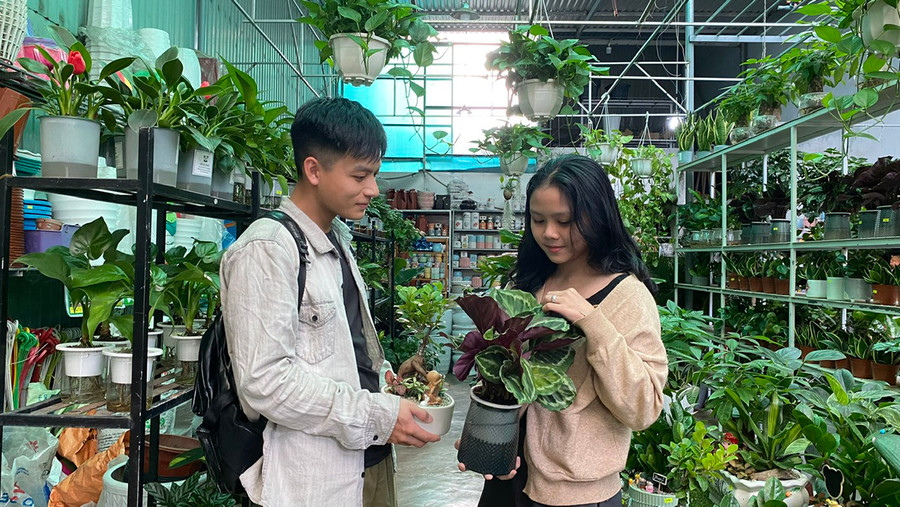 Nhiều người lựa chọn cây nội thất để bài trí cho không gian sống của gia đình. Ảnh: S.C