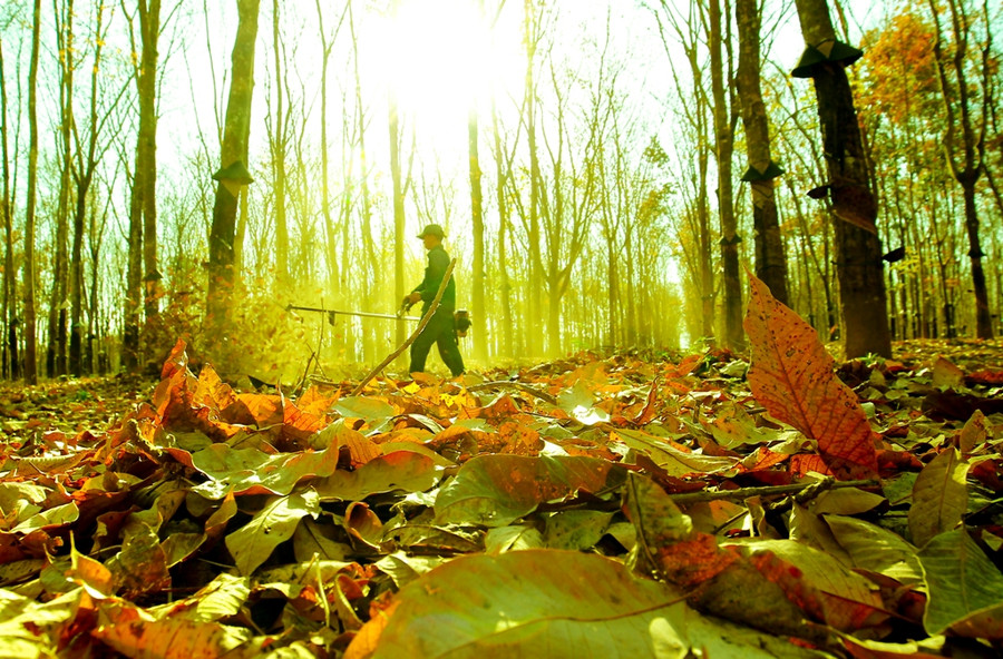 Công nhân cần mẫn thổi thảm lá khô để phòng chống cháy cho cánh rừng cao su.