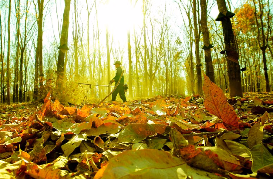 Công nhân cần mẫn thổi thảm lá khô để phòng chống cháy cho cánh rừng cao su.