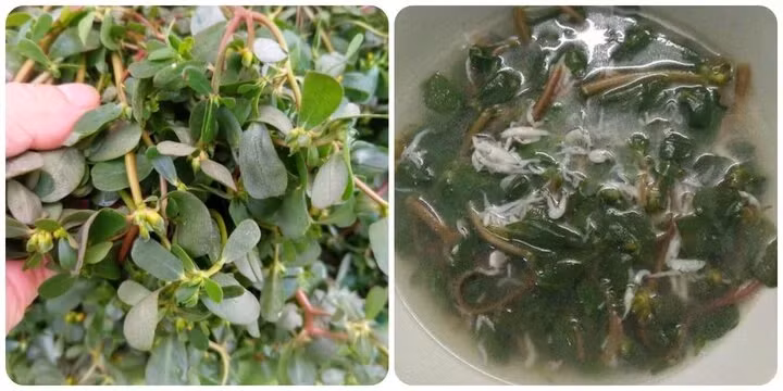 Rau sam rất tốt cho sức khoẻ.