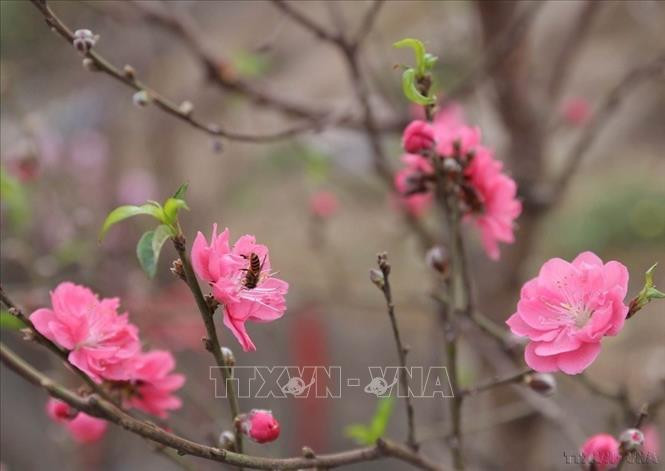 Bích đào là cây đào có hoa màu hồng đậm tươi sáng, mỗi bông có nhiều lớp cánh. Ảnh: TTXVN