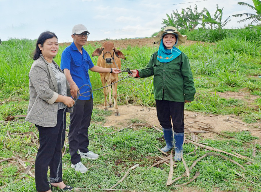 Huyện Đak Pơ chú trọng hỗ trợ sinh kế giúp hộ nghèo vươn lên trong cuộc sống. Ảnh: H.P Huyện Đak Pơ chú trọng hỗ trợ sinh kế giúp hộ nghèo vươn lên trong cuộc sống. Ảnh: H.P