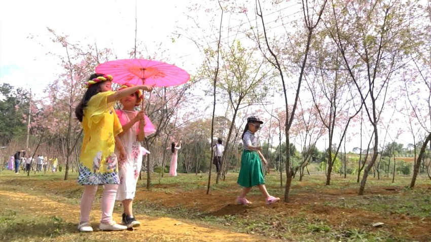 Dịp Tết, Vĩnh Sơn nhộn nhịp không khí người người, nhà nhà du xuân, check-in với hoa đào. Ảnh: XUÂN DŨNG