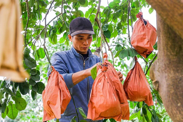 Để có được quả bưởi chất lượng, đòi hỏi việc chăm sóc cây từ khi còn nhỏ rất quan trọng