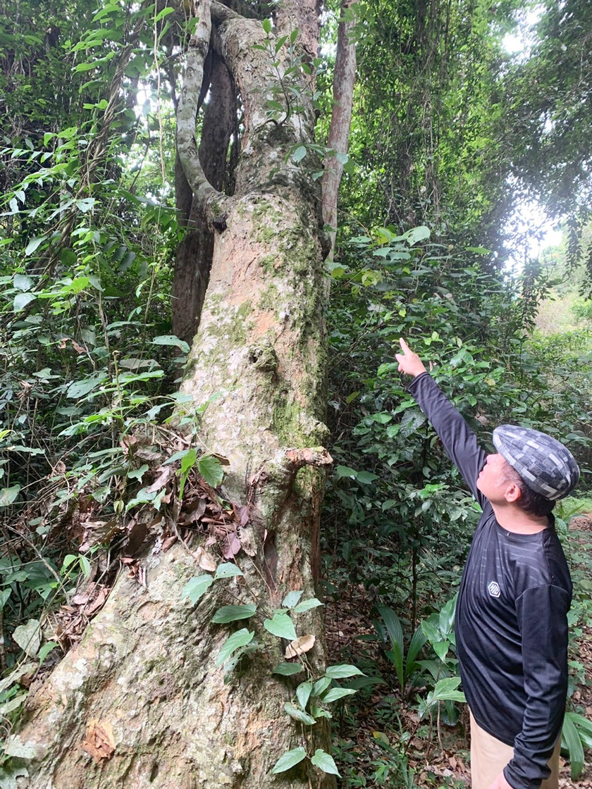 Cây mít cổ thụ trong Khu di tích Vườn mít-Cánh đồng Cô Hầu (xã Nghĩa An, huyện Kbang). Ảnh: B.Q.V Cây mít cổ thụ trong Khu di tích Vườn mít-Cánh đồng Cô Hầu (xã Nghĩa An, huyện Kbang). Ảnh: B.Q.V