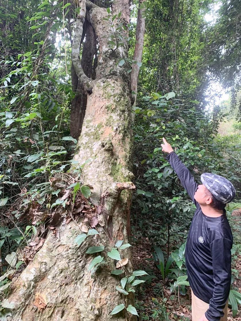 Cây mít cổ thụ trong Khu di tích Vườn mít-Cánh đồng Cô Hầu (xã Nghĩa An, huyện Kbang). Ảnh: B.Q.V