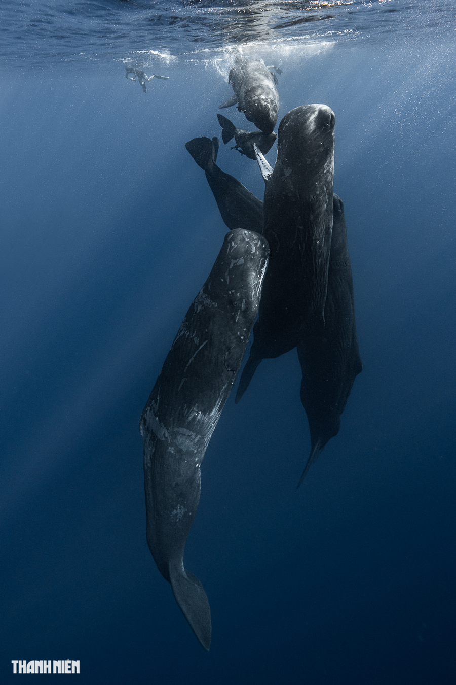 Việc săn cá voi quy mô lớn, nhất là vào những thập kỷ giữa thế kỷ 20, đã khiến kích thước trung bình của cá nhà táng giảm đi vì những con cá đực lớn thường bị các thuyền săn cá truy lùng. Ảnh: Nguyễn Ngọc Thiện Việc săn cá voi quy mô lớn, nhất là vào những thập kỷ giữa thế kỷ 20, đã khiến kích thước trung bình của cá nhà táng giảm đi vì những con cá đực lớn thường bị các thuyền săn cá truy lùng. Ảnh: Nguyễn Ngọc Thiện