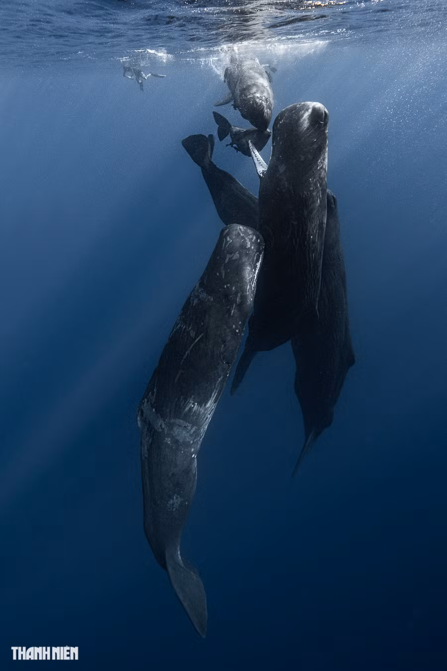 Việc săn cá voi quy mô lớn, nhất là vào những thập kỷ giữa thế kỷ 20, đã khiến kích thước trung bình của cá nhà táng giảm đi vì những con cá đực lớn thường bị các thuyền săn cá truy lùng. Ảnh: Nguyễn Ngọc Thiện Việc săn cá voi quy mô lớn, nhất là vào những thập kỷ giữa thế kỷ 20, đã khiến kích thước trung bình của cá nhà táng giảm đi vì những con cá đực lớn thường bị các thuyền săn cá truy lùng. Ảnh: Nguyễn Ngọc Thiện