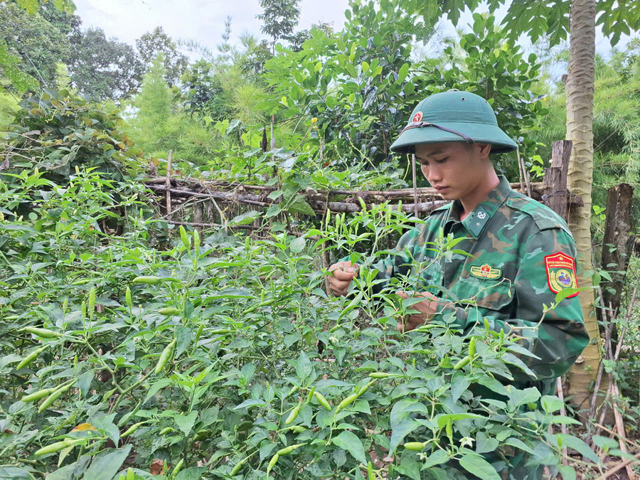 Binh nhất Nguyễn Văn Thắng hái ớt về phục vụ bữa cơm tại Chốt 2. Ảnh: Hoành Sơn Binh nhất Nguyễn Văn Thắng hái ớt về phục vụ bữa cơm tại Chốt 2. Ảnh: Hoành Sơn