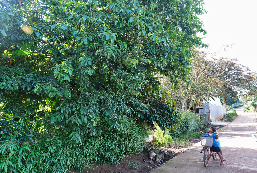 Một cây chòi mòi cổ thụ vươn ra đường làng Ia Nueng, xã Biển Hồ, TP. Pleiku. Ảnh: Minh Châu Một cây chòi mòi cổ thụ vươn ra đường làng Ia Nueng, xã Biển Hồ, TP. Pleiku. Ảnh: Minh Châu