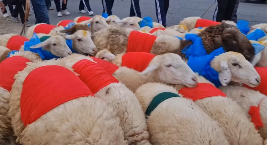 Đàn cừu được tuyển chọn từ các trang trại chăn nuôi trong tỉnh. Ảnh:THIỆN NHÂN