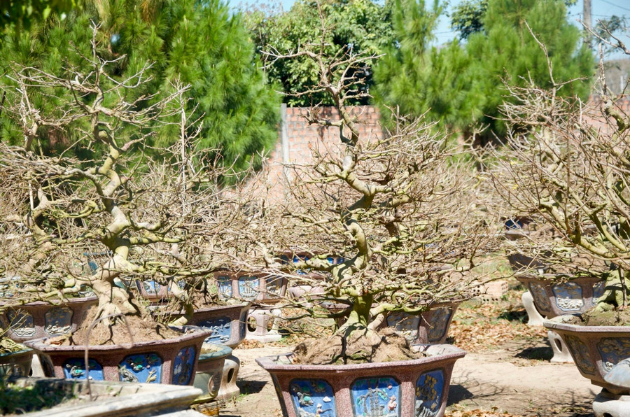 Ông Hoà cho biết thêm, ngoài việc cho thuê mai để chưng Tết, ông còn nhận chăm sóc mai sau Tết; tuỳ theo loại mà giá chăm sóc khác nhau. Mỗi năm, vườn mai của ông mang lại thu nhập khoảng từ 350-500 triệu đồng từ việc cho bán, cho thuê và chăm sóc mai.