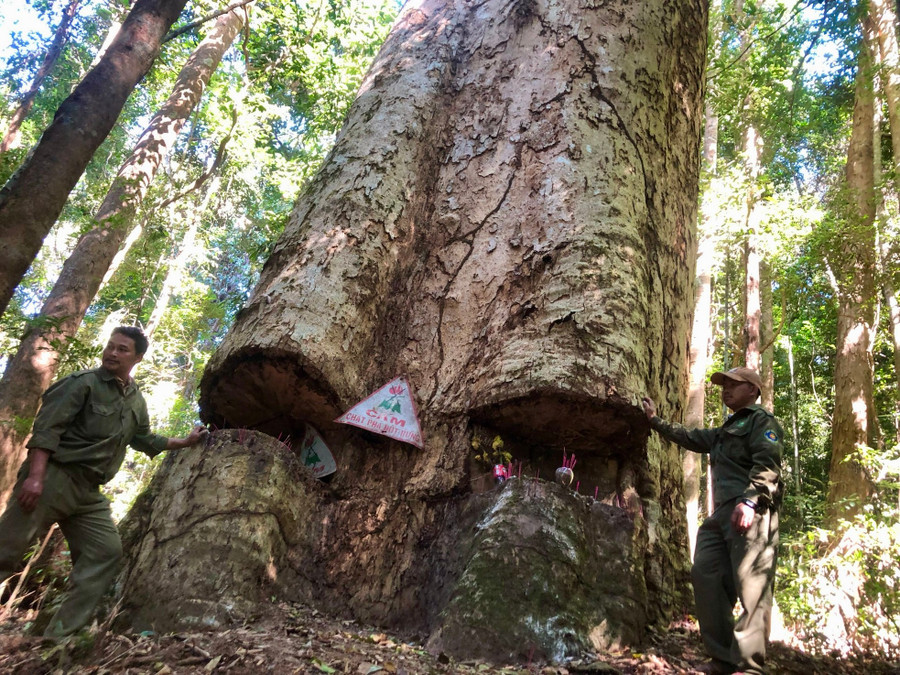 Anh A Thái - Phó trưởng Phân trường 2 (Công ty TNHH MTV Lâm nghiệp Đăk Tô) cho biết, mỗi tuần, bà con Xơ Đăng đều đặn cùng lực lượng bảo vệ rừng luân phiên canh gác ngày đêm. Trước đó, lâm tặc từng nhiều lần lén đốn hạ cây nhưng bất thành. Anh A Thái - Phó trưởng Phân trường 2 (Công ty TNHH MTV Lâm nghiệp Đăk Tô) cho biết, mỗi tuần, bà con Xơ Đăng đều đặn cùng lực lượng bảo vệ rừng luân phiên canh gác ngày đêm. Trước đó, lâm tặc từng nhiều lần lén đốn hạ cây nhưng bất thành.