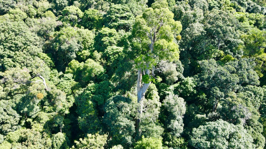 Cây sao cát thuộc làng Đăk Chờ (xã Ngọc Tụ, huyện Đăk Tô) cách TP. Kon Tum khoảng 60km về phía bắc. Cây sao cát thuộc làng Đăk Chờ (xã Ngọc Tụ, huyện Đăk Tô) cách TP. Kon Tum khoảng 60km về phía bắc.