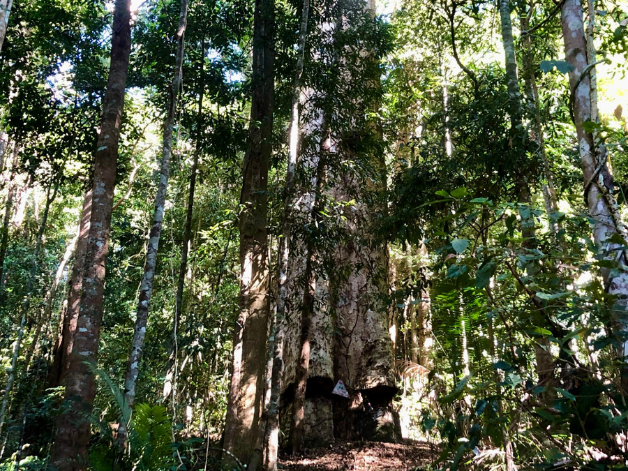 Vị trí cây cách làng Đăk Chờ khoảng 5km nhưng đường dốc đá nên chúng tôi phải di chuyển bằng xe máy chuyên dụng. Khi xe không thể đi tiếp, mọi người phải đi bộ, lội suối, vượt qua vài đoạn dốc núi dựng đứng. Vị trí cây cách làng Đăk Chờ khoảng 5km nhưng đường dốc đá nên chúng tôi phải di chuyển bằng xe máy chuyên dụng. Khi xe không thể đi tiếp, mọi người phải đi bộ, lội suối, vượt qua vài đoạn dốc núi dựng đứng.