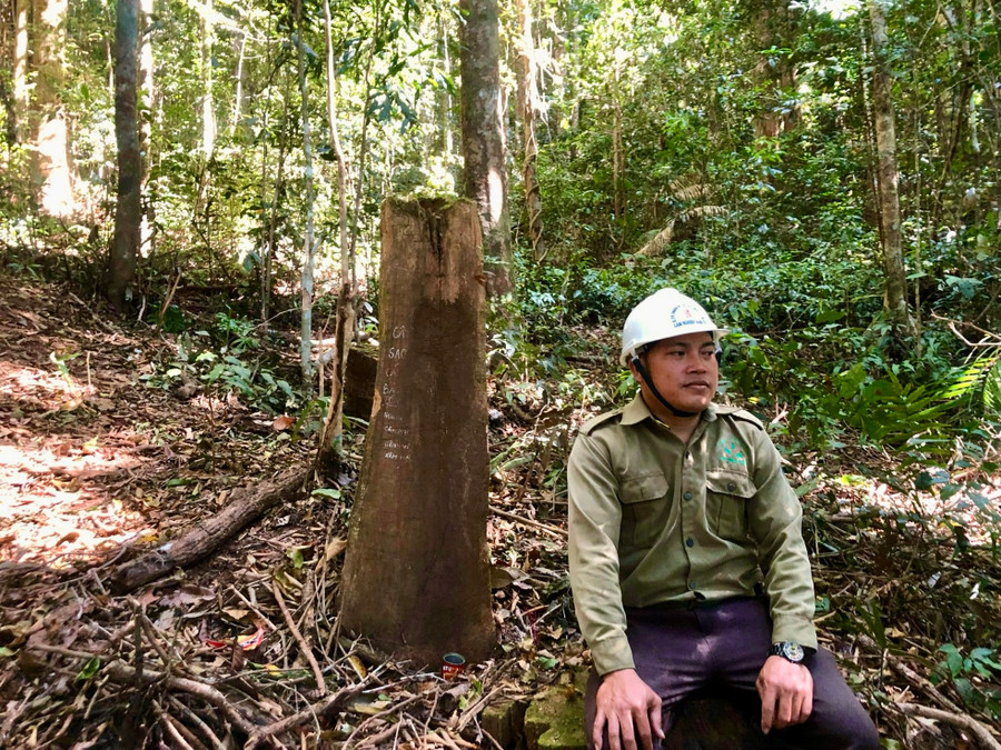 Người dân ở làng Đăk Chờ cho biết, không ai biết cây sao cát có từ khi nào. Chỉ biết rằng, khi lên rừng thường ghé đây thắp hương mong chuyến đi bình an, nhiều may mắn. Người dân ở làng Đăk Chờ cho biết, không ai biết cây sao cát có từ khi nào. Chỉ biết rằng, khi lên rừng thường ghé đây thắp hương mong chuyến đi bình an, nhiều may mắn.