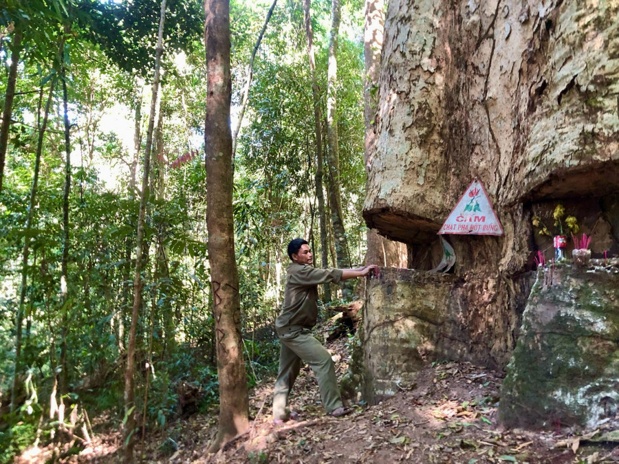 Vào tháng 12/2023, đại diện gần trăm hộ dân của 6 xã thuộc 2 huyện Đăk Tô và Tu Mơ Rông cùng Cty TNHH MTV Lâm nghiệp Đăk Tô ký biên bản cam kết bảo vệ rừng ngay dưới gốc cây này. Vào tháng 12/2023, đại diện gần trăm hộ dân của 6 xã thuộc 2 huyện Đăk Tô và Tu Mơ Rông cùng Cty TNHH MTV Lâm nghiệp Đăk Tô ký biên bản cam kết bảo vệ rừng ngay dưới gốc cây này.